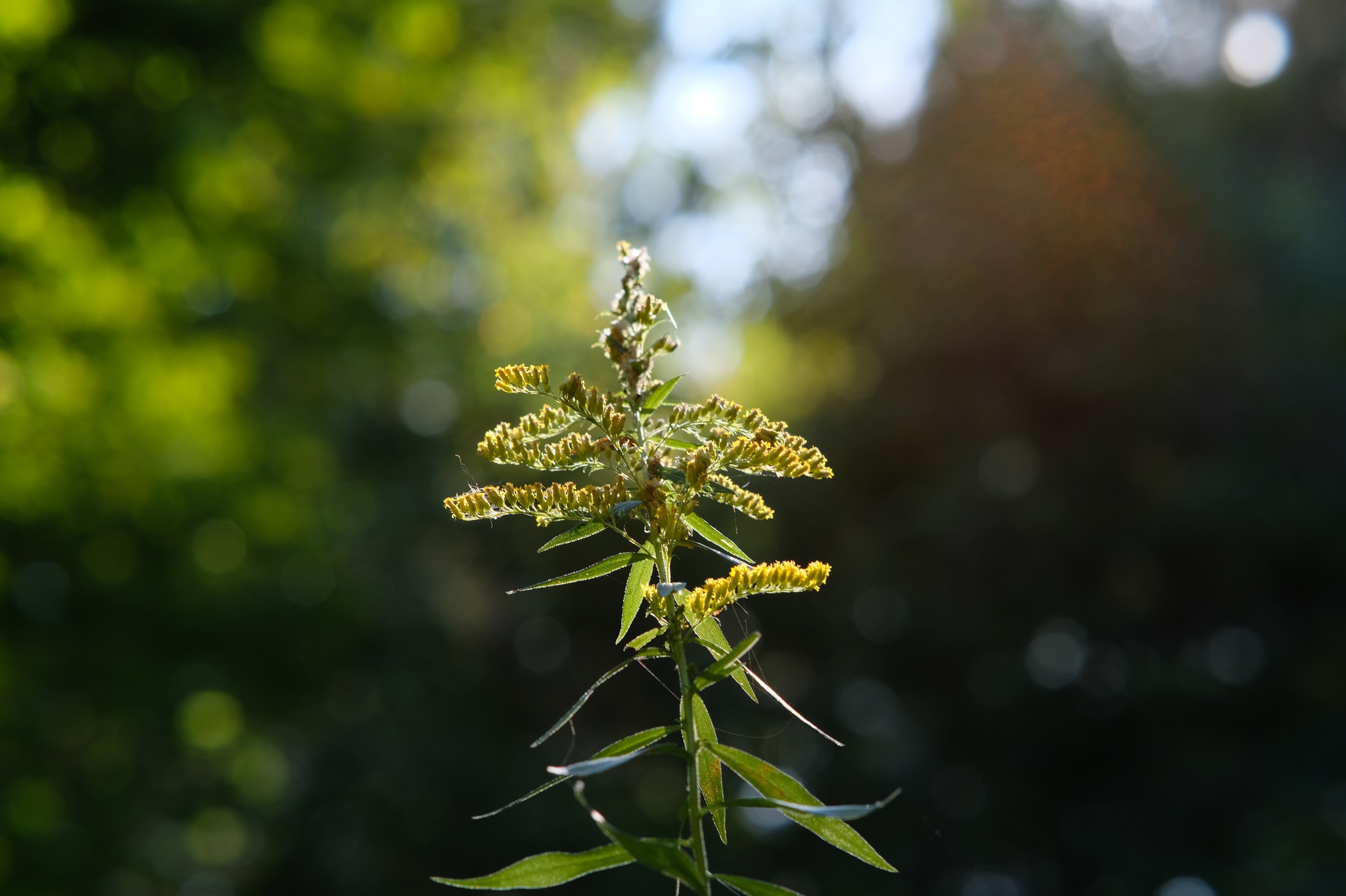 Motivation and Goals